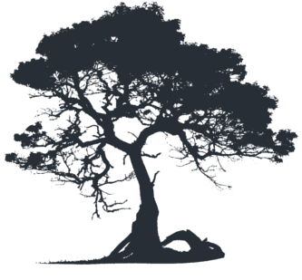 koa tree logo